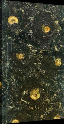Black Agate (Агат) - Petrified Wood Black Ammonites