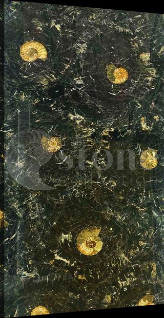 Эксклюзив Petrified Wood Black Ammonites (Окаменелое дерево с аммонитами)